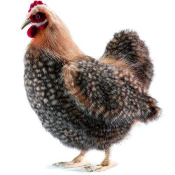 Décoration OiseauxPoule beige 40 cm peluche animalière -4588 Anima