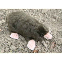Animaux de la forêt Taupe 21 cm peluche animalière -3072