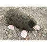 Animaux de la forêt Taupe 21 cm peluche animalière -3072