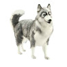 Anima   Peluche husky gris 70 cm   5047