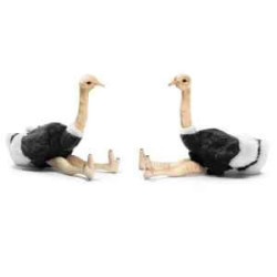 Décoration OiseauxAutruche souple (x2) 17cmh peluche animalière -3627 Anima
