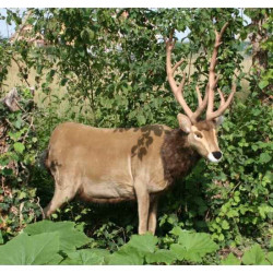 Animaux de la ferme Cerf 100 cm peluche animalière -3366