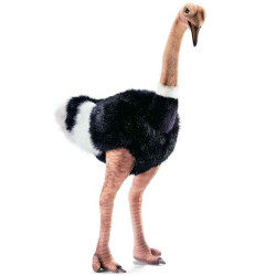Décoration OiseauxAutruche 75 cm peluche animalière -3268 Anima