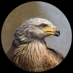 Décoration OiseauxPresse-papiers verre oiseau milan royall'aigle 3dMouseion collection -PNAT01 3dMouseion