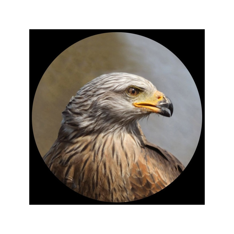 Presse-papiers verre collection oiseau, milan royal, l'aigle 3dMouseion -PNAT01