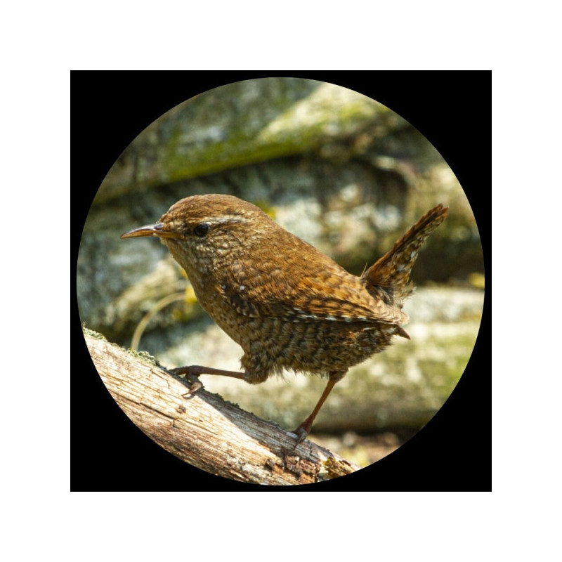 Presse-papiers verre collection oiseau troglodyte mignon 3dMouseion -PNAT04