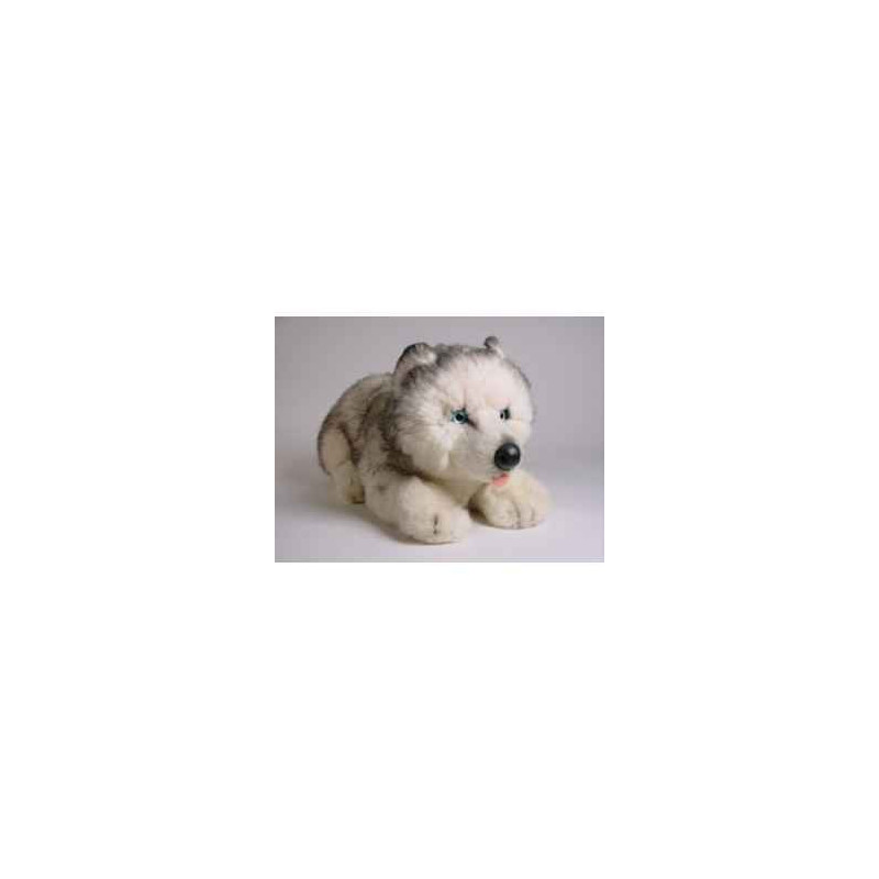 Peluche allongée Husky de Sibérie 40 cm Piutre   2216