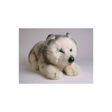 Peluche allongée Husky de Sibérie 40 cm Piutre   2216