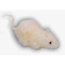  Animaux de la forêt Souris blanche 12 cm peluche réaliste Piutre 627