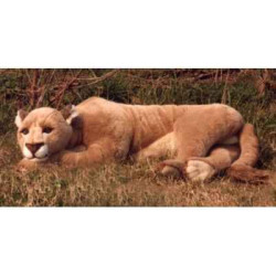 Félin Piutre Lionne 140 cm peluche animaux allongés -2502
