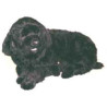 Animaux-Bois-Animaux-Bronzes propose Chien Terre Neuve 110 cm peluche animaux allongés réaliste Piutre 2233
