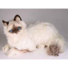 Animaux-Bois-Animaux-Bronzes propose Chat birman 45 cm peluche animaux allongés réaliste Piutre