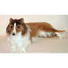 Animaux-Bois-Animaux-Bronzes propose Chien Collie 100 cm peluche animaux allongés réaliste Piutre 1272