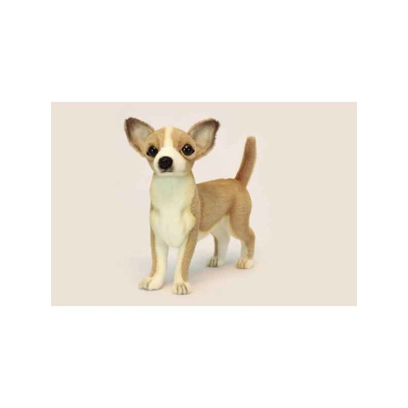 Chien Chihuahua Anima   6295
