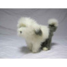 Chien Bobtail Anima   5377