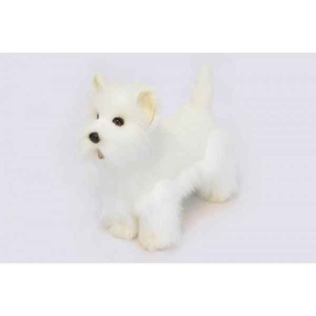 Chien Westie Anima   6307