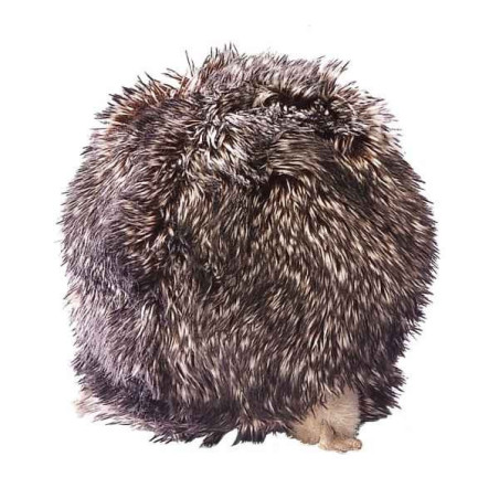 Animaux de la forêt Hérisson 