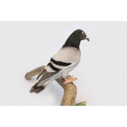 Décoration OiseauxPigeon voyageur peluche animalière -6299 Anima