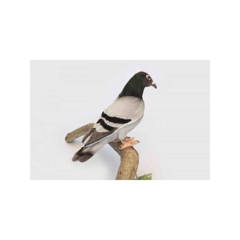 Décoration OiseauxPigeon voyageur peluche animalière -6299 Anima