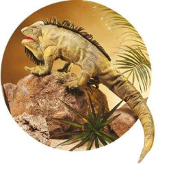 Animaux de la forêt Iguane 