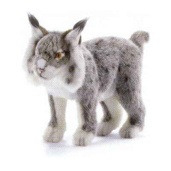 Animaux sauvage Lynx gris - Animaux 5185