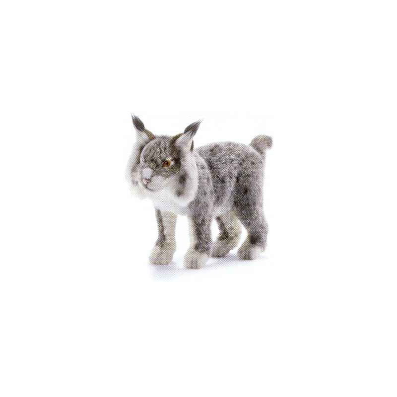 Animaux sauvage Lynx gris - Animaux 5185