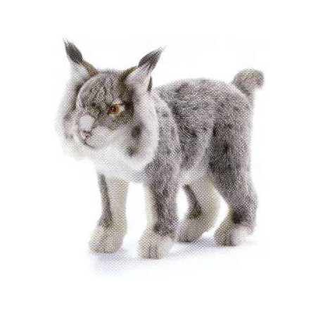 Animaux sauvage Lynx gris - Animaux 5185