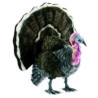 Décoration OiseauxDindon 47 cm peluche animalière -4725 Anima