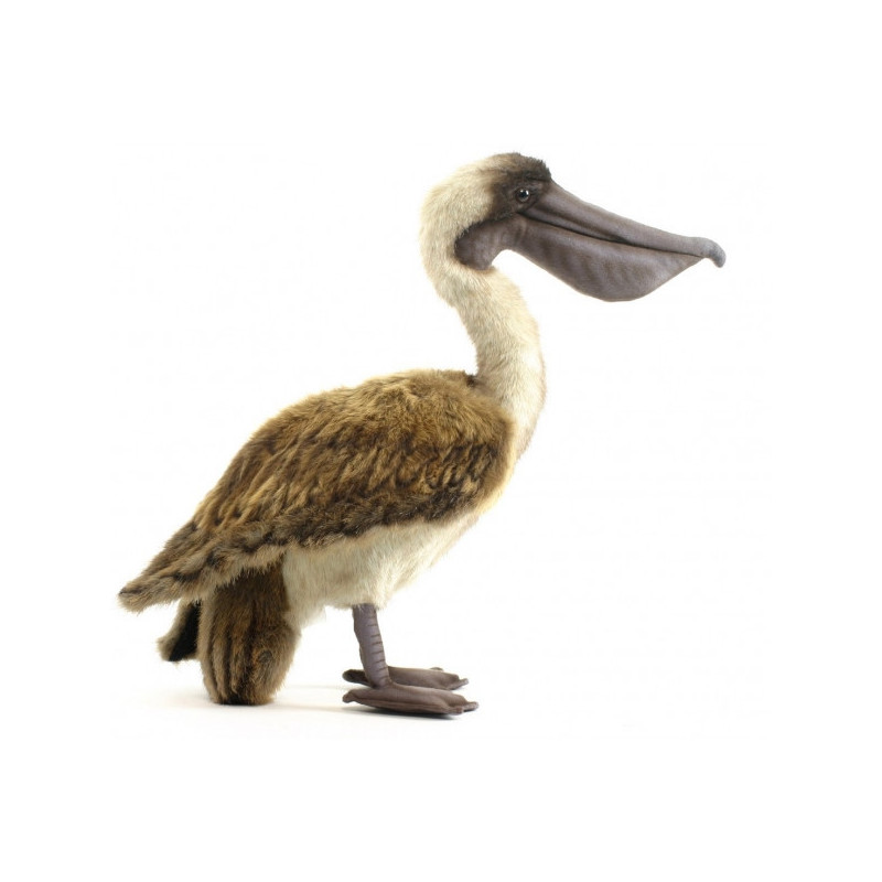 Pelican brun Anima  -5847