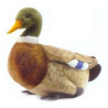 Peluche Canard colvert   Animaux 3601