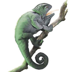 Animaux de la forêt Caméléon 