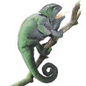 Animaux de la forêt Caméléon 