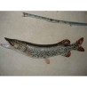 Animaux-Bois-Animaux-Bronzes propose Trophée poisson d'eau douce  Brochet -TRDF04