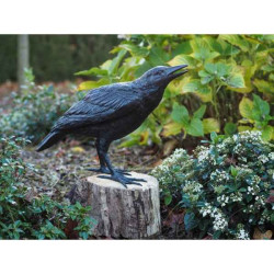 Corbeau fémelle Thermobrass -B50420