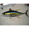Animaux-Bois-Animaux-Bronzes propose Trophée poisson des mers tropicales  Thon jaune -TR066
