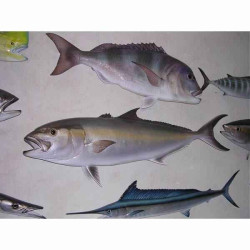 Animaux-Bois-Animaux-Bronzes propose Trophée poisson des mers atlantique méditerranée et nord  Sériole -TRDF48
