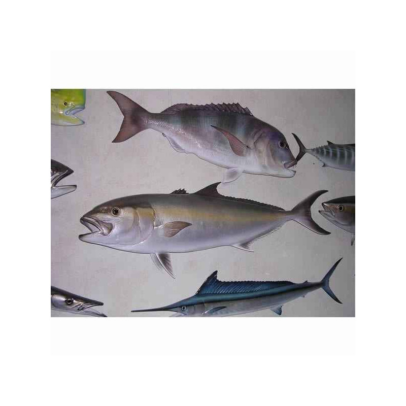 Animaux-Bois-Animaux-Bronzes propose Trophée poisson des mers atlantique méditerranée et nord  Sériole -TRDF48