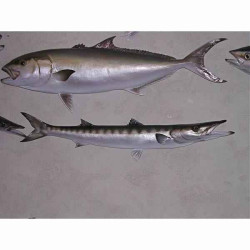 Animaux-Bois-Animaux-Bronzes propose Trophée poisson des mers atlantique méditerranée et nord  Barracuda -TRDF36