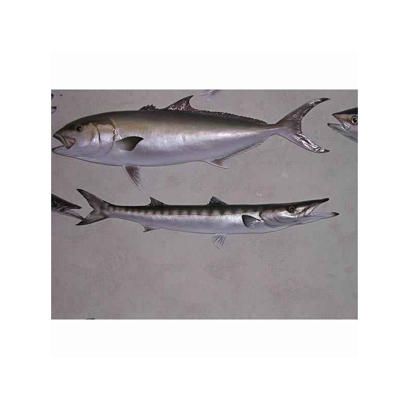 Animaux-Bois-Animaux-Bronzes propose Trophée poisson des mers atlantique méditerranée et nord  Barracuda -TRDF36
