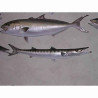 Animaux-Bois-Animaux-Bronzes propose Trophée poisson des mers atlantique méditerranée et nord  Barracuda -TRDF36