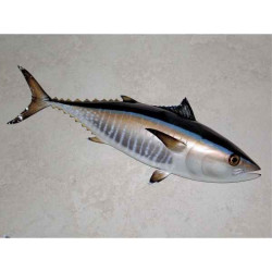 Animaux-Bois-Animaux-Bronzes propose Trophée poisson des mers atlantique méditerranée et nord  Thon rouge -TRDF49