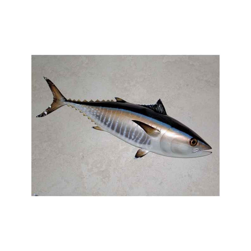 Animaux-Bois-Animaux-Bronzes propose Trophée poisson des mers atlantique méditerranée et nord  Thon rouge -TRDF49