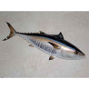 Animaux-Bois-Animaux-Bronzes propose Trophée poisson des mers atlantique méditerranée et nord  Thon rouge -TRDF49