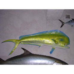 Animaux-Bois-Animaux-Bronzes propose Trophée poisson des mers tropicales  Coryphène -TRDF54