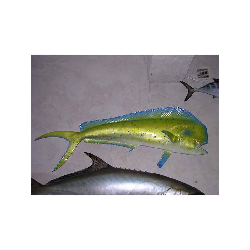 Animaux-Bois-Animaux-Bronzes propose Trophée poisson des mers tropicales  Coryphène -TRDF54