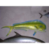 Animaux-Bois-Animaux-Bronzes propose Trophée poisson des mers tropicales  Coryphène -TRDF54