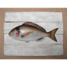 Cadre poisson de mer Cap Vert Dorade royale  -CADR03