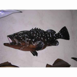 Animaux-Bois-Animaux-Bronzes propose Trophée poisson des mers atlantique méditerranée et nord  Mérou -TRDF42