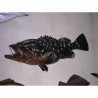 Animaux-Bois-Animaux-Bronzes propose Trophée poisson des mers atlantique méditerranée et nord  Mérou -TRDF42