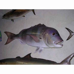 Animaux-Bois-Animaux-Bronzes propose Trophée poisson des mers atlantique méditerranée et nord  Denti -TRDF37